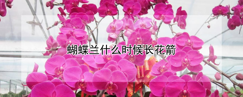 蝴蝶兰什么时候长花箭（蝴蝶兰一般什么时候长花剑）