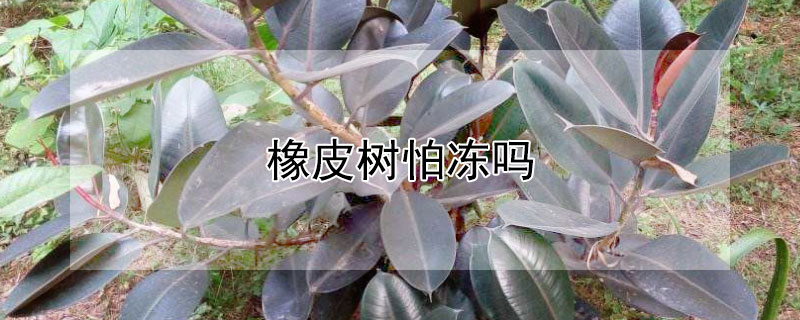 橡皮树怕冻吗（橡皮树怕冻吗冬天）