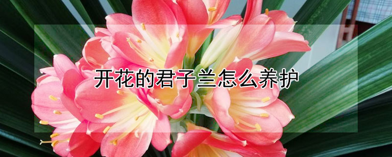 开花的君子兰怎么养护（开花的君子兰怎么养护和管理）