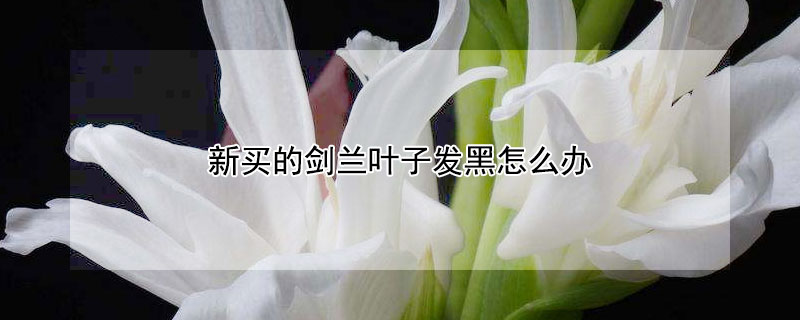 新买的剑兰叶子发黑怎么办（新买的剑兰叶子发黑怎么办呢）