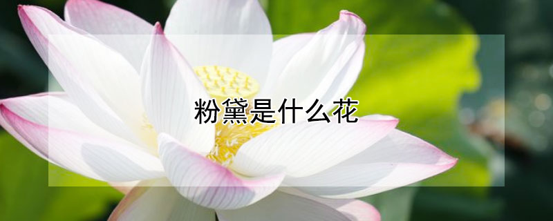 粉黛是什么花（粉黛是什么花草）