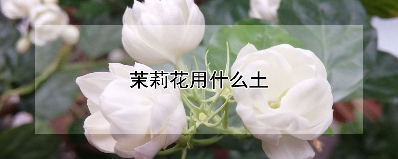 茉莉花用什么土（茉莉花用什么土栽培最好）