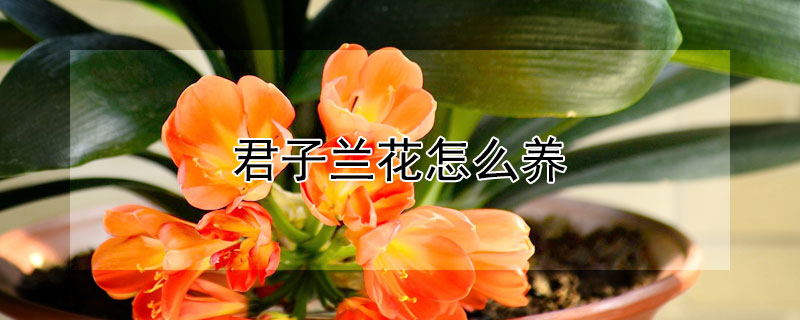 君子兰花怎么养（君子兰花怎么养才能开花）