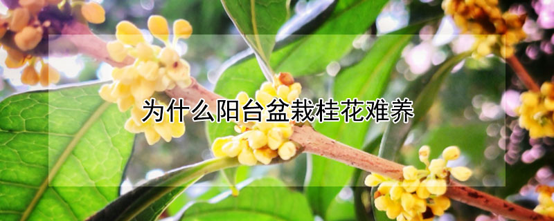 为什么阳台盆栽桂花难养（桂花为什么阳台养不活）