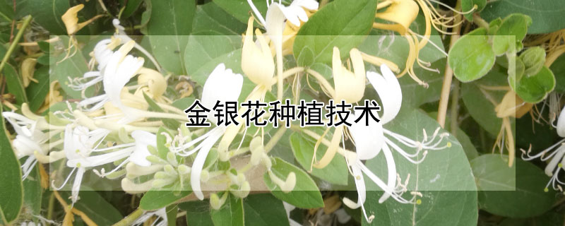 金银花种植技术（金银花种植技术与栽培管理）