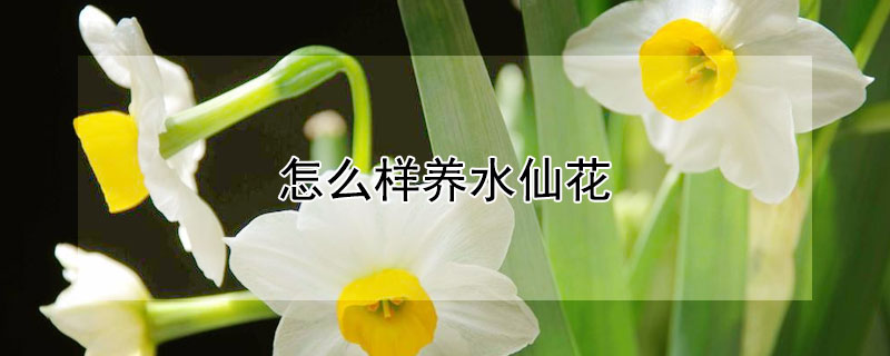 怎么样养水仙花（怎么样养水仙花?求解）