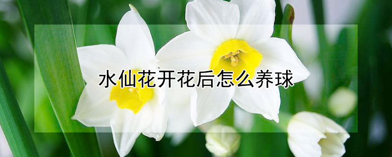 水仙花开花后怎么养球（水仙花开花后怎么养球视频）