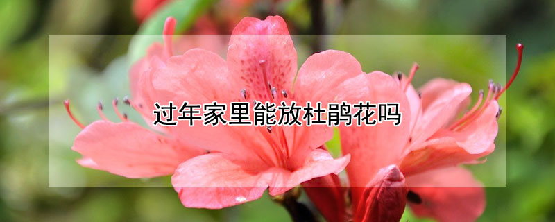 过年家里能放杜鹃花吗 杜鹃花过年放在家里好不