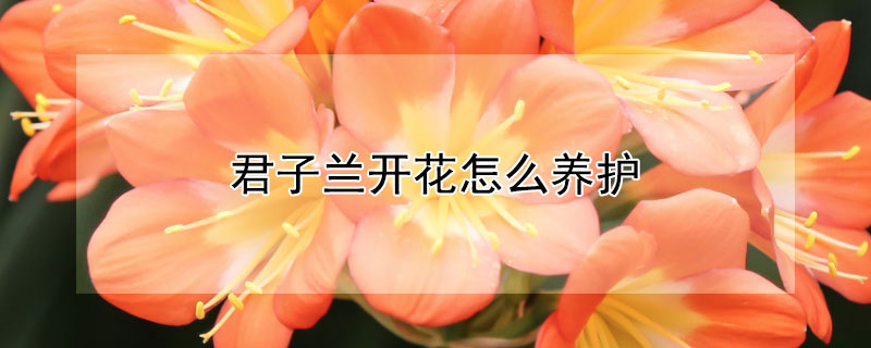 君子兰开花怎么养护（君子兰开花怎么养护视频）