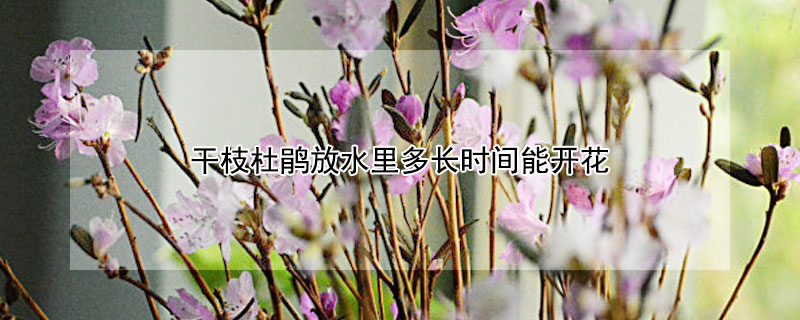 干枝杜鹃放水里多长时间能开花（干枝杜鹃插水里多久开花）