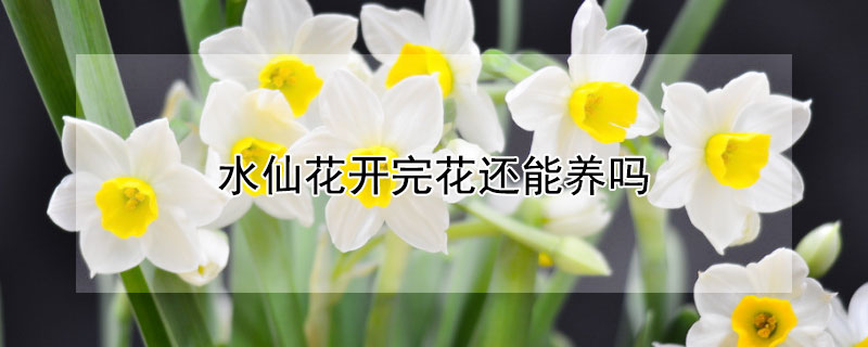 水仙花开完花还能养吗（水仙花开完花还能养吗图片）