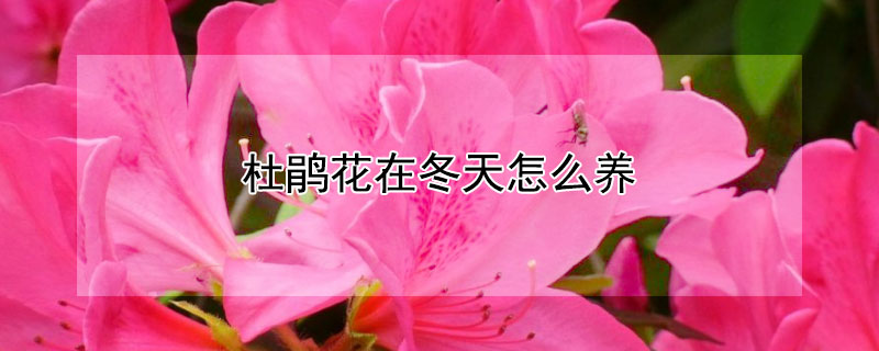 杜鹃花在冬天怎么养 杜鹃花在冬天怎么养殖