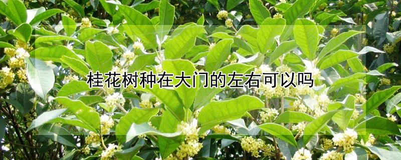 桂花树种在大门的左右可以吗 桂花树栽在大门那边好