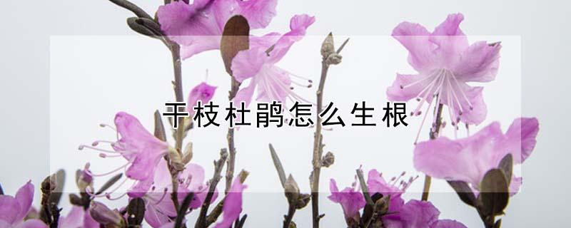 干枝杜鹃怎么生根 干枝杜鹃怎么生根发芽