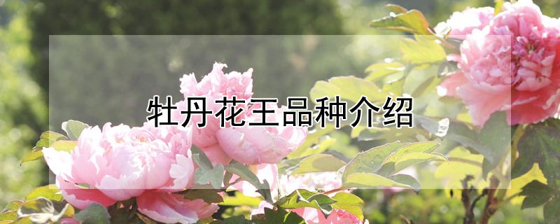 牡丹花王品种介绍（最贵的三种牡丹）