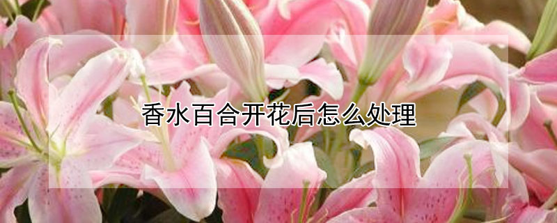 香水百合开花后怎么处理 百合花开过花后怎么处理