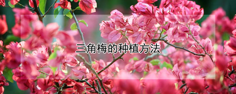 三角梅的种植方法（三角梅的种植方法及养护）