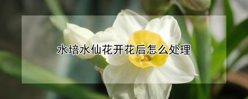 水培水仙花开花后怎么处理 水培水仙花开花后怎么处理