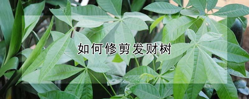 如何修剪发财树（如何修剪发财树枝条）