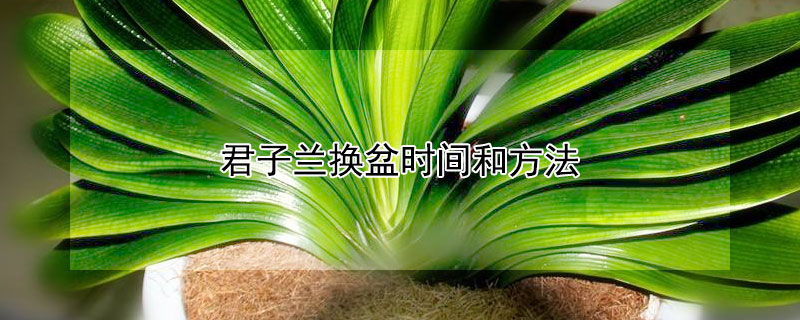 君子兰换盆时间和方法（君子兰换盆时间和方法视频君子兰能割掉地上部吗）