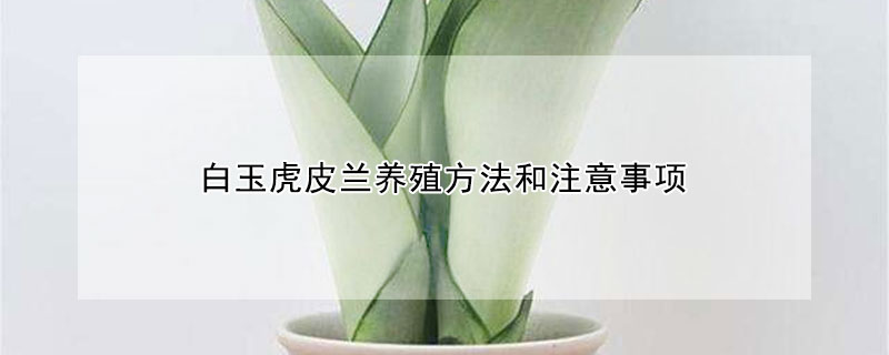 白玉虎皮兰养殖方法和注意事项（白玉虎皮兰养殖方法和注意事项白玉虎皮兰换盆视频）