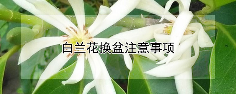 白兰花换盆注意事项 白兰花 换盆