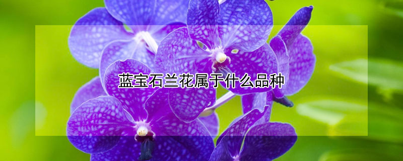 蓝宝石兰花属于什么品种（蓝宝石兰花的养殖方法）