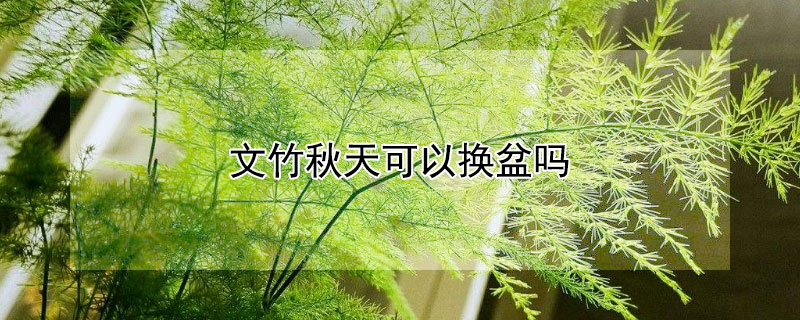 文竹秋天可以换盆吗 文竹秋季换盆后怎样浇水