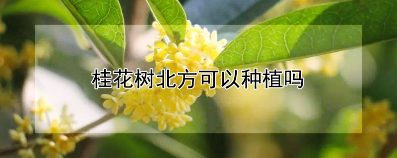 桂花树北方可以种植吗（桂花树种在北方可以吗）