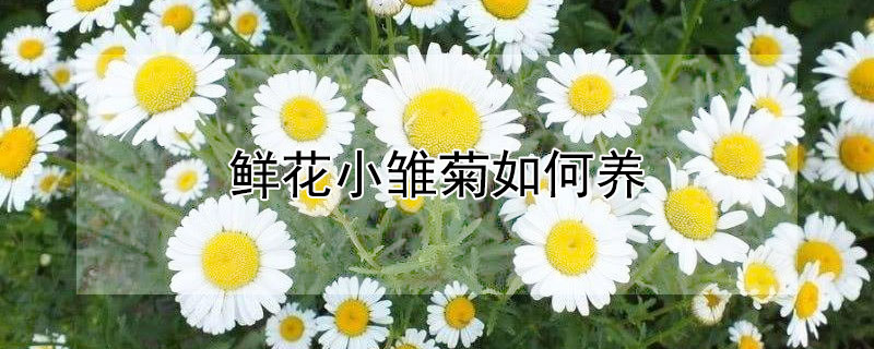 鲜花小雏菊如何养 鲜花小雏菊养护方法