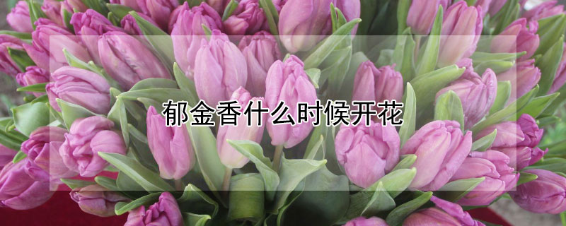 郁金香什么时候开花（郁金香什么季节开花）