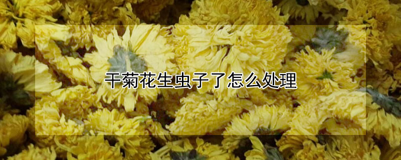 干菊花生虫子了怎么处理（干菊花生虫子了怎么处理视频）