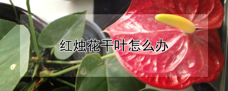 红烛花干叶怎么办 红烛花干叶怎么办才能养活