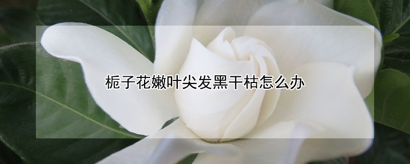 栀子花嫩叶尖发黑干枯怎么办（栀子花嫩叶尖发黑原因）