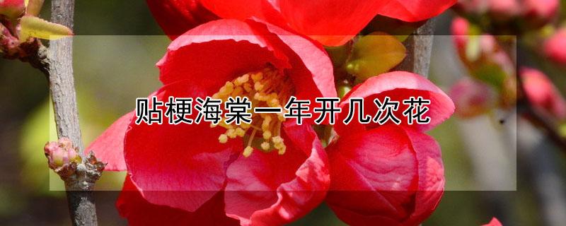 贴梗海棠一年开几次花 贴梗海棠冬天怎么过冬