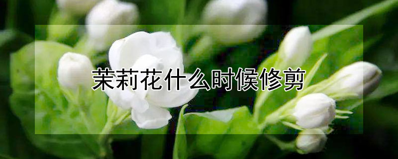 茉莉花什么时候修剪（茉莉花什么时候修剪枝叶）