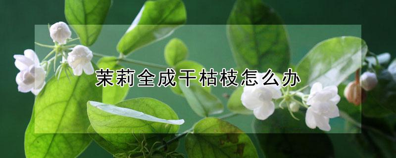 茉莉全成干枯枝怎么办（茉莉枝干干枯）