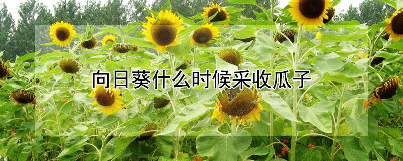 向日葵什么时候采收瓜子（向日葵什么时候结瓜子什么季节）