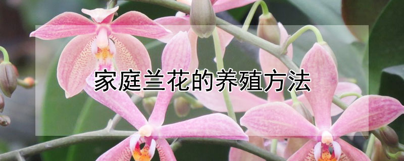 家庭兰花的养殖方法 家庭兰花怎么养殖方法