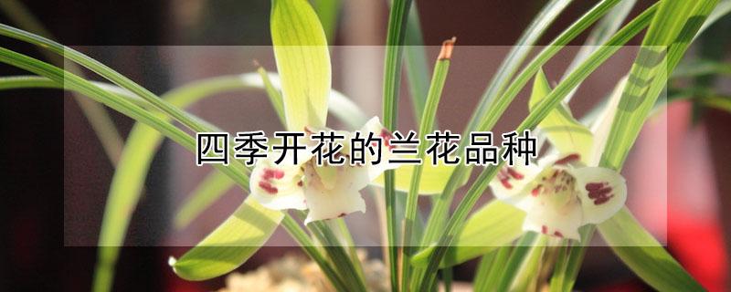 四季开花的兰花品种 四季开花的兰花品种大全