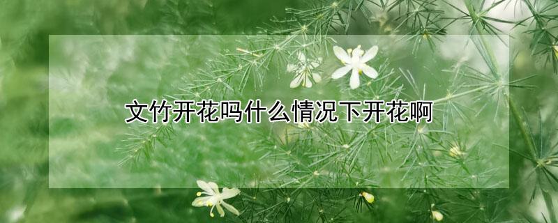 文竹开花吗什么情况下开花啊 文竹开花吗什么情况下开花啊图片