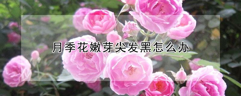 月季花嫩芽尖发黑怎么办 月季花嫩芽尖发黑怎么办呢