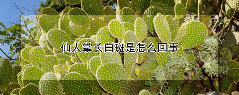 仙人掌长白斑是怎么回事（仙人掌出现白斑是怎么回事）