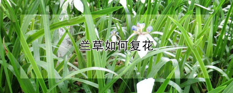 兰草如何复花（兰花如何复花）