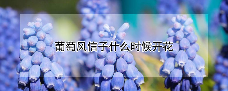 葡萄风信子什么时候开花 葡萄风信子种球怎么种植