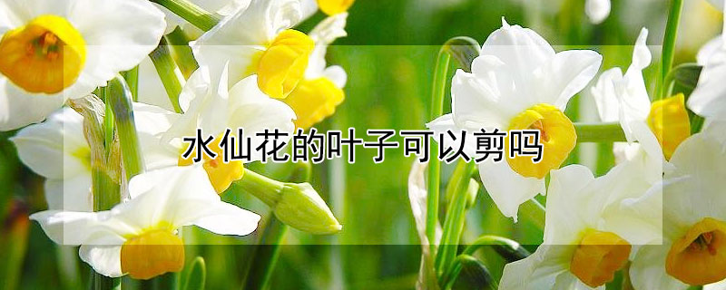 水仙花的叶子可以剪吗 水仙花的叶子能不能剪