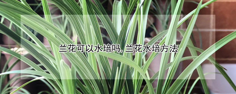 兰花可以水培吗,兰花水培方法 兰花可以水培吗,兰花水培方法是什么