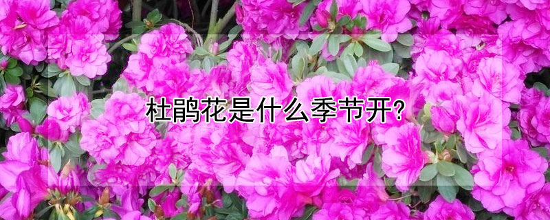 杜鹃花是什么季节开?（杜鹃花是四季开花吗）