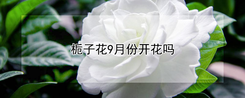 栀子花9月份开花吗（栀子花9月养护）