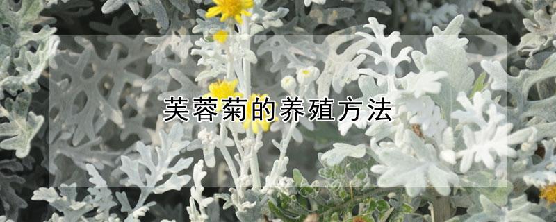 芙蓉菊的养殖方法 芙蓉菊的养殖方法和注意事项